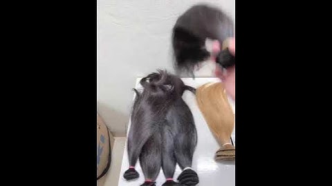 Bộ Dệt Tóc Tàng Hình Siêu Vip