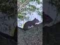Squirrel Taking a Peaceful Break 🐿️🌲