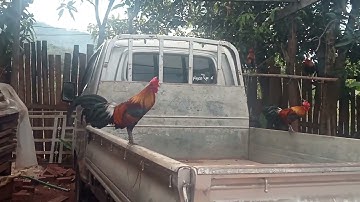 saib qaib  f3 qua zoo kawg li xyooj no npaj dib lawm xwb nawb