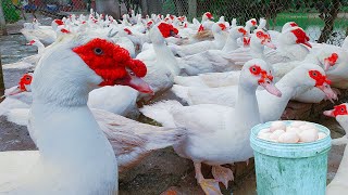 How to Make Food For Laying Muscovy  Muscovy Duck Farm