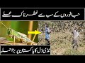 Tiddi dal attack in Pakistan 2020 || Top 5 Most Massive Animal Invasions | Locust Attack Pakistan