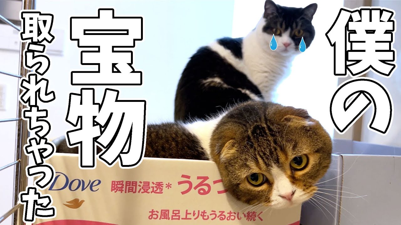 パパ猫に宝物を奪われた息子猫の考えた末の結論がこちら…w - YouTube