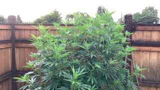 Oregon cannabis grow 2024 Master Kush and Donny Burger /July 3rd