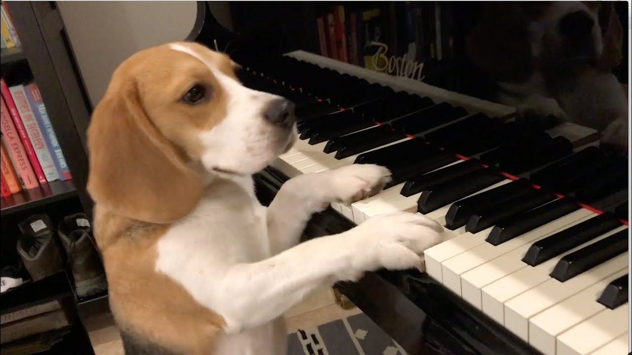 Cute beagle has amazing musical talent - YouTube