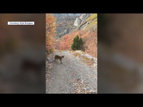 Caught on Video: Orem man records tense mountain lion encounter in Slate Canyon