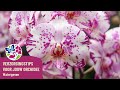 Verzorgingstips voor jouw orchidee! - Watergeven