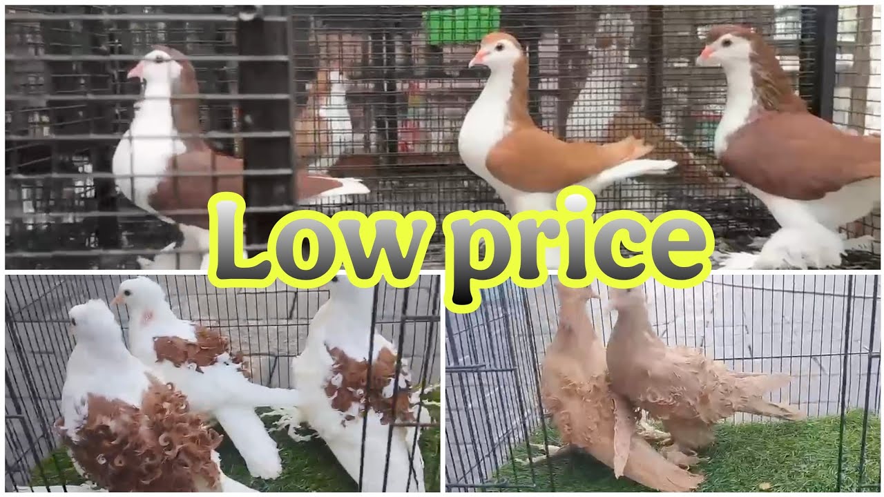 Fancy pigeons farm - Fancy pigeons price update