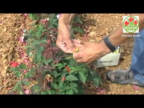 Vídeo: Més informació sobre els rosers de Kordes