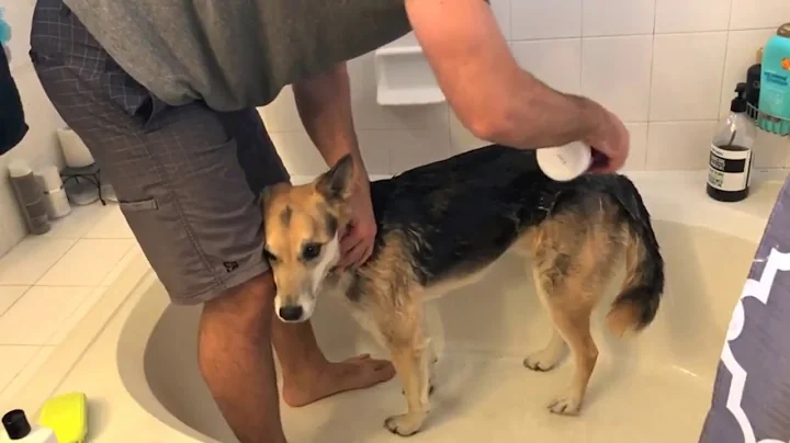 Video 5696031: cat bathing dog, cat bathing shampoo, cat bath brush