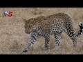 Leopard terrorising villagers near Sangareddy