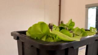 Mississippi greenhouse sees surge in sales amid cyclospora outbreak concerns