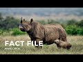 Rhinoceros Facts Quiz