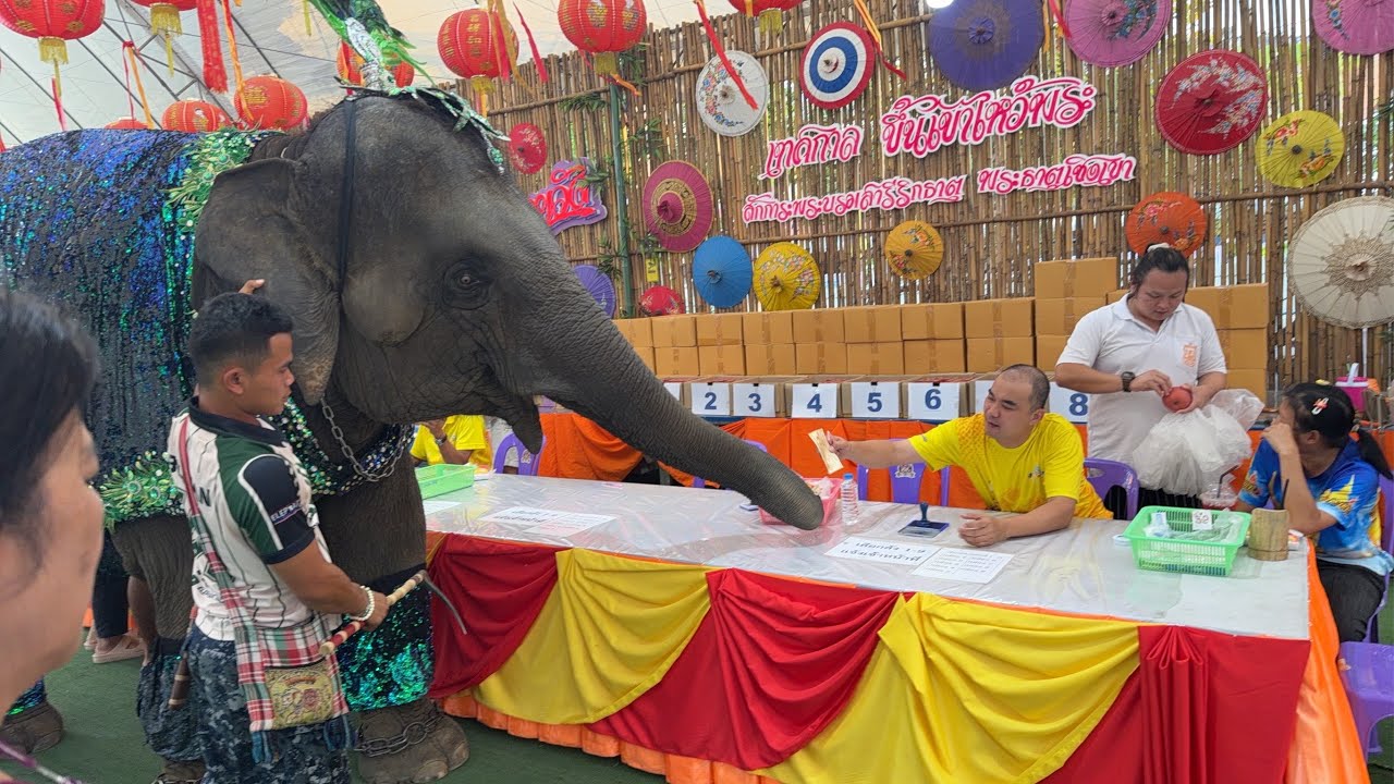 Live🙏เฝ้าบัวบาน