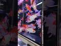 Aquarium Fish Market, Clear water Fish tank #aquaholic