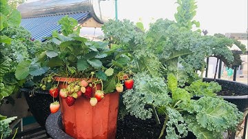 Cách trồng dâu Tây nhiều trái ,chia sẻ bón phân,chọn giống và nhân giống dâu Tây