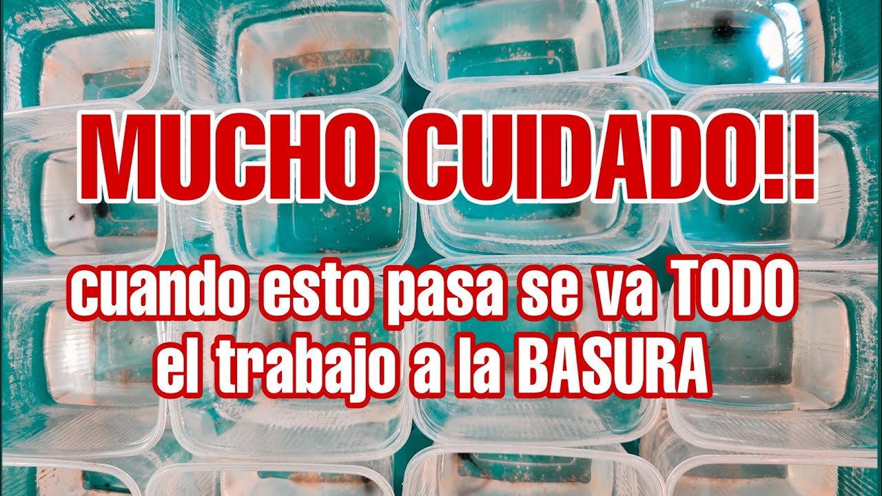 COMO cuidar RENACUAJOS  y el TEMIBLE sindrome de las piernas de cerilla. 🐸😱😱