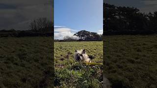 Cairn terrier dog walkies FAIL