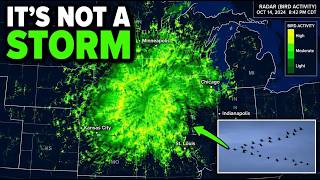 Radar Just Caught Millions of Birds Fleeing the Midwest — Something Is Wrong