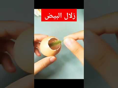 ترند زلال البيض