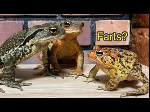 Farts? If you fart, you will be stared at🐸【japanese stream toad】