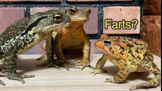 Farts? If you fart, you will be stared at🐸【japanese stream toad】