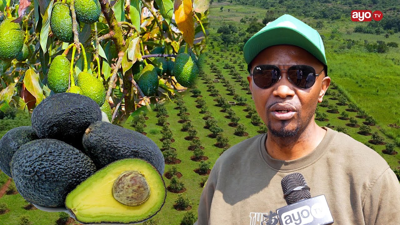 KIJANA MTAZANIA ANAYEPATA MILIONI 100 KILA MSIMU KUPITIA KILIMO CHA PARACHICHI 