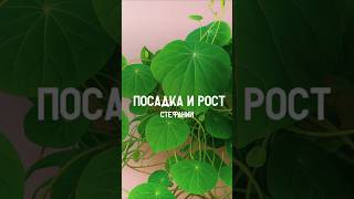 🌱Посадка Стефании и обзор спустя 1,5 месяца 🌿| #стефания #посадкарастений #каудекс #цветыизкитая