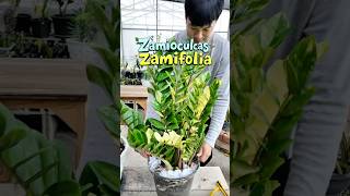 Zamioculcas Zamiifolia Variegated