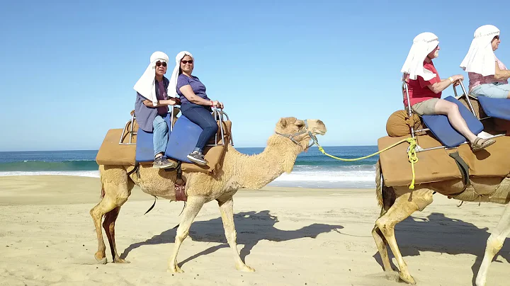Camel video