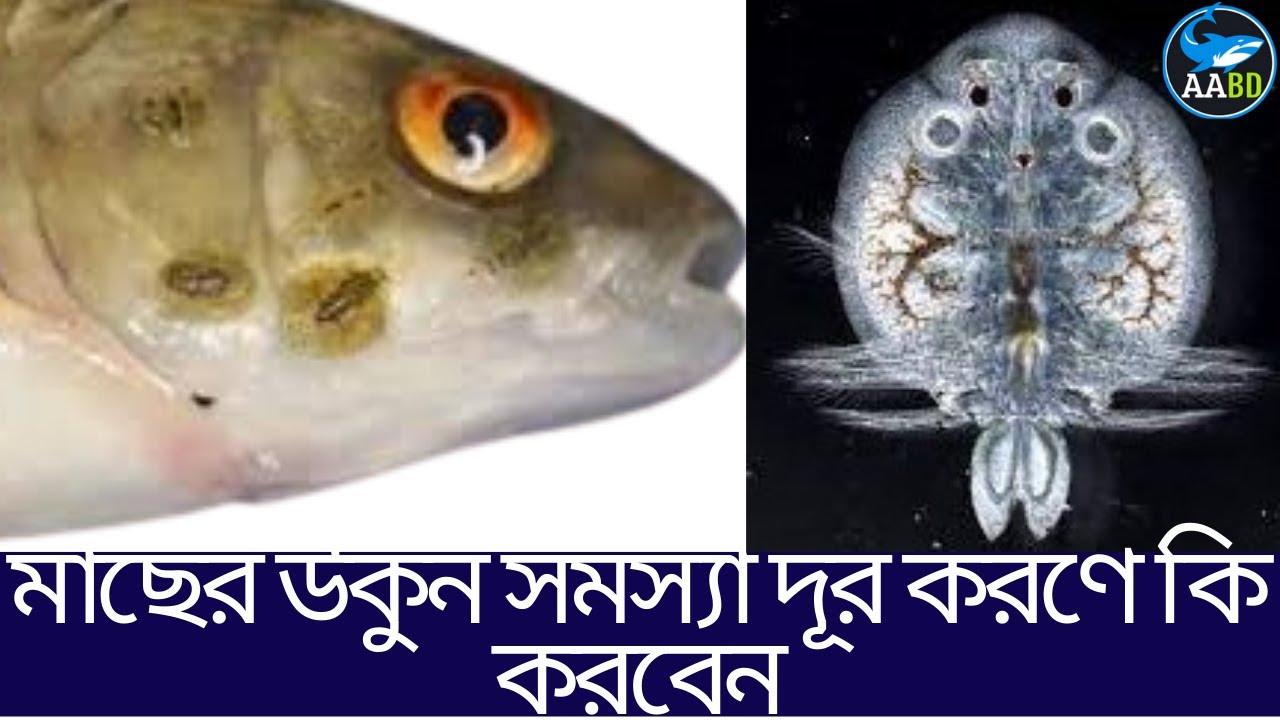 মাছের উকুন সমস্যা দূরকরতে কি করবেন? (What Should We Do For Solve ...