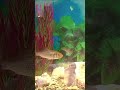 КАРАСИ ДОМАШНИЕ #харизматичный #окунь