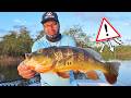 KROKODILE BEISSEN auf KÖDER! ANGELN am PANAMA-KANAL auf PEACOCK BASS, SNOOK & TARPON