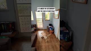 Bursting..? #800subs #goldenretriever #youtube #views_viral #cães