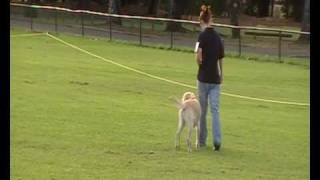 Ruby Novice Bunbury PM Obedience Trial