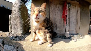 猫島の神社に行ったら可愛い巫女猫…じゃなくて三毛猫がお出迎えしてくれた