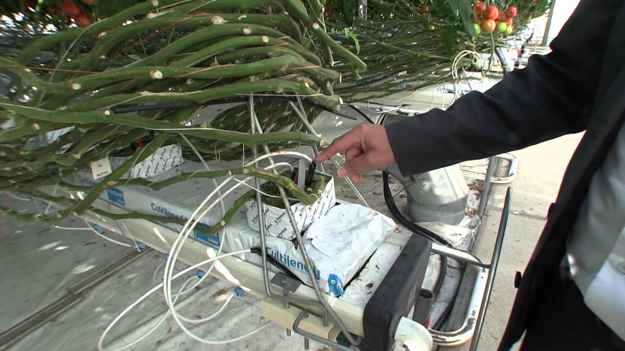 Hacking Tomatoes at the World's Greenest Greenhouse