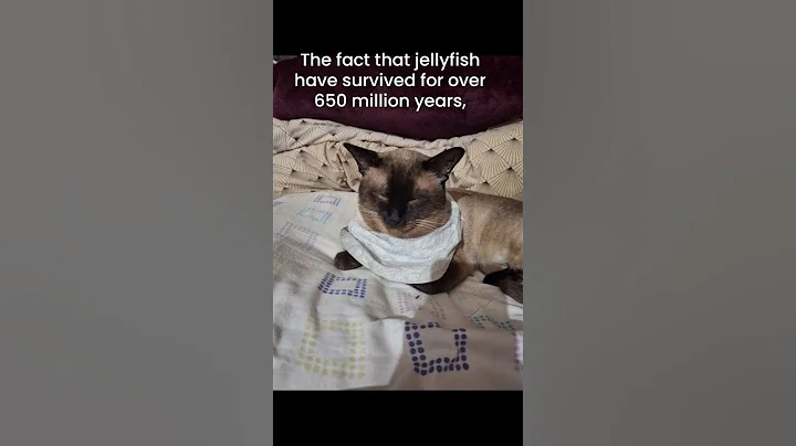 Fun Fact: Jellyfish Have Survived 650 Million Years Without a Brain – There's Hope for You! 😂#cat - DayDayNews