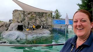 Day In The Life Of An African Penguin Trainer