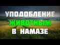 Уподобление животным в намазе 07.12.2018 || Абу Яхья Крымский