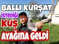 Ballı Kürşat. İstediği Kuş Ayağına Geldi. Kaçak Miski Yakaladık. Birol Karalı Kaçak Güvercin Videola