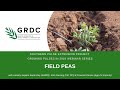 Growing Pulses in 2019 Webinar: Field peas