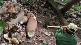 Hunting ยีงกระรอกกีนมันต้น