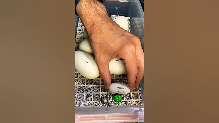 Incubating Ball Python Eggs #molinarosnakelab #ballpython #snakeeggs #incubating #snakeeggs #pokemon