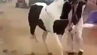 رقص الحصان علي مزمار عبدالسلام Dance of a horse