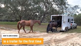 How to Load a Horse in a Trailer for the First Time