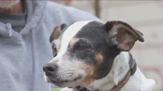 Firefighters rescue 'adventurous' dog from Austin garbage truck | FOX 7 Austin