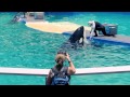 A Day in the Life of Lolita, the Performing Orca