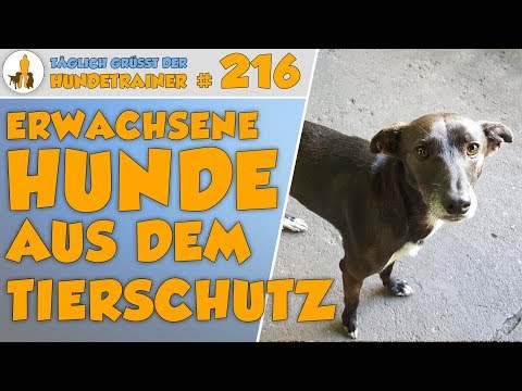 Video: Einen älteren Hund adoptieren