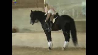Horse Riding Practice