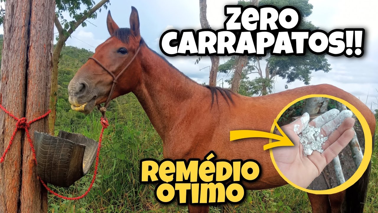 REMÉDIO PARA CARRAPATO DE CAVALO - MUITO BOM - YouTube